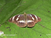 メスグロヒョウモン♀ オタカラコウの葉にとまり飛び立つ