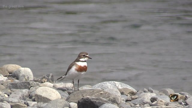 Banded Dotterel / Pohowera (Charadrius bicinctus, Charadriidae: Plovers, Dotterels and Lapwings) South Island, NZ