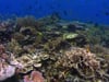 DH 203 Coral Reef Top, Biodiversity, Angelfish, PNG
