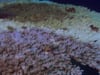 DH 052 Corals Bleaching, Diseased, PNG