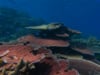DH 204 Coral Reef Examples, Travelling, GBR