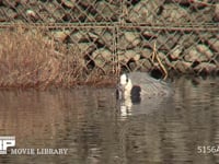 アオサギ 水中に体を沈めて魚を狙う