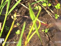 アキアカネ 稲刈りの終わった水田で産卵する