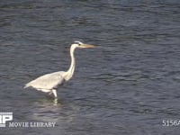 アオサギ 浅瀬を歩く