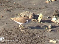 イソシギ 干潟でカニを追いかけ捕えて食べる