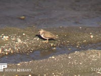 イソシギ 河原で水生昆虫などの餌をとる