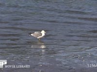 ウミネコ 干潟に舞い降りる。尾羽の黒帯がウミネコの特徴