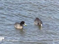 オオバン 浅瀬を泳ぎ潜って海草をとって食べる