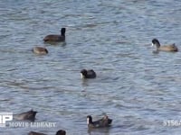 オオバン 浅瀬を泳ぎ潜って海草をとって食べる群れ