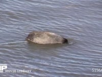 オオバン 浅瀬を泳ぎ頭を水中に入れ海草をとって食べる