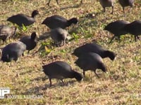 オオバン 地上で草を食べる群れ