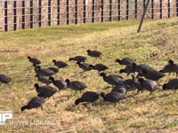 オオバン 地上で草を食べる群れ。人が近づき池に戻る