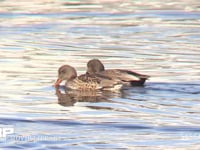 オカヨシガモ♂♀ 池の水面の餌をとる。左♀右♂