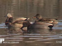 オカヨシガモ♂♀ 池の水面の餌をとる群れ