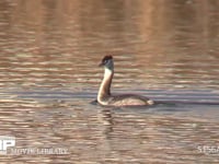 カンムリカイツブリ冬羽 池を泳ぎ伸びをする