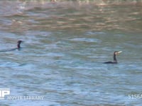 カワウ 浅瀬を泳ぎ潜って魚を狙う群れ