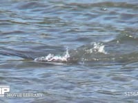 カワウ 浅瀬を泳ぎ潜って魚を狙う