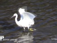 コサギ 川を歩き魚を追いかけ、捕えて食べる