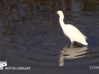 コサギ 川を歩き魚を見つけ、足を震わせて追いだし捕えて食べる