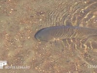 コイ 川底の砂を口から水を吐きだし巻き上げて餌をとる