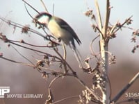 シジュウカラ 川縁の枯れ草につく虫？をとって食べる