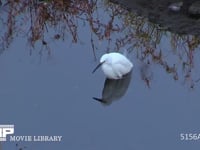 コサギ 川縁でじっと佇み近づく魚を狙う