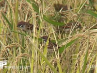 スズメ 実った稲を食べる