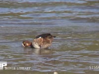 スズガモ♀ 浅瀬でくちばしを水に入れ餌をとる