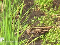 タシギ 稲刈りの終わった水田で、近づく人を警戒して身を低くする