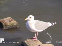 セグロカモメ 川に舞い降り、石の上でフンをして飛び立つ