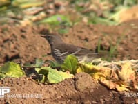 タヒバリ 収穫の終わった大根畑を歩き回り虫などを探す