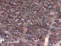 ニホンリス 落ち葉の積もった地上でクルミの実を探す