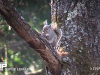 ニホンリス 枝の上でクルミの実を割って食べる