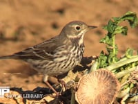 タヒバリ 収穫の終わった畑の大根の葉についたアリマキを食べる