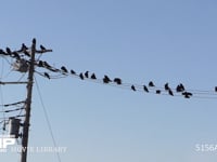 ハシボソガラス 電線に集まり鳴き合う群れ