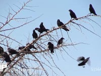 ハシボソガラス 木に集まり鳴き合う群れ