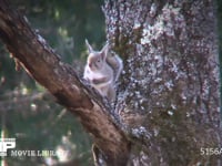 ニホンリス 枝の上でクルミの実を割って食べたカラを捨てる