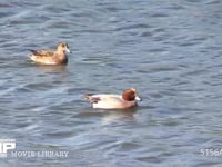 ヒドリガモ 浅瀬を泳ぐ