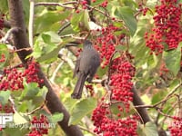 ヒヨドリ イイギリの実を食べる