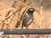 ムクドリ フェンスにとまる