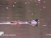 マガモ♂♀ 紅葉が水面を彩る池を泳ぐ