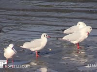 ユリカモメ 干潟で休む群れ