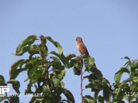 モズ 枝にとまり高鳴きする