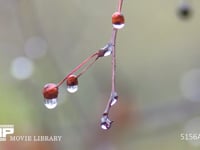 水滴 ズミの実から落ちる水滴