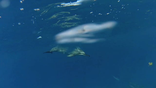 Schwimmen mit wilden Delfinen, Hawaii