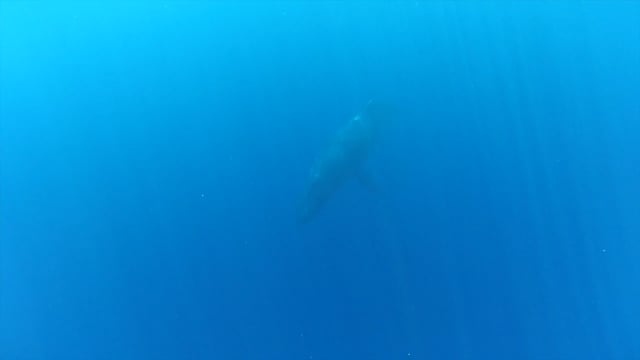Singing Humpback Whale
