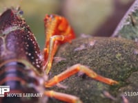アメリカザリガニ 孵化約７日後　親から離れる