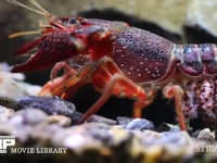 アメリカザリガニ 孵化翌日