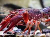 アメリカザリガニ 孵化翌日