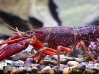 アメリカザリガニ 孵化翌日